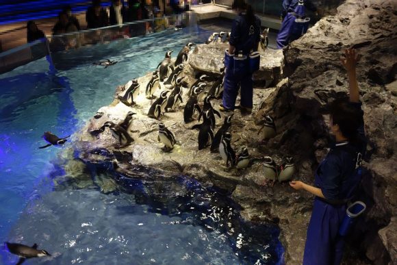 赤ちゃん・子供連れすみだ水族館でパパとママが知っておきたいこと