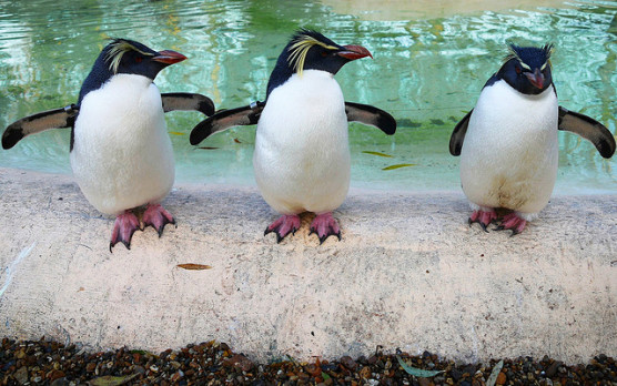 ペンギンの写真