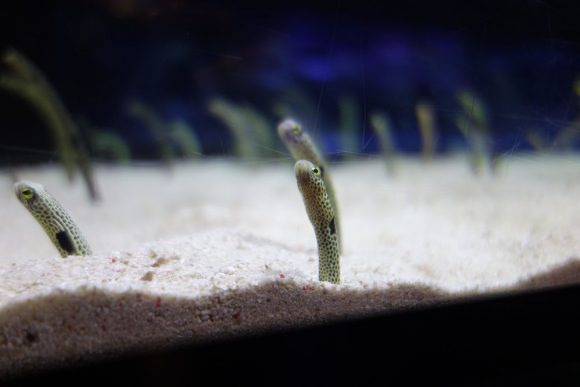 赤ちゃん・子供連れすみだ水族館でパパとママが知っておきたいこと