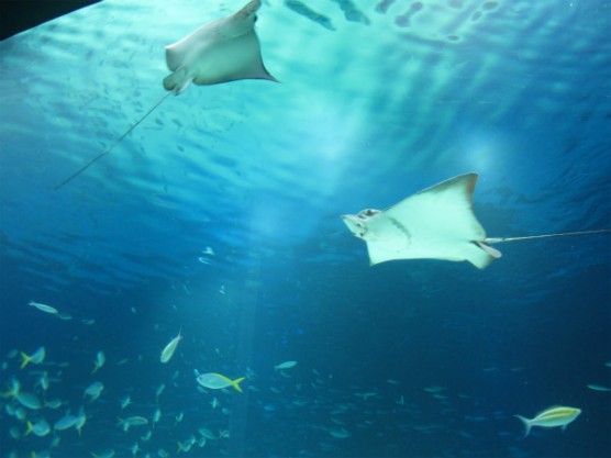 池袋_サンシャイン水族館 (7)