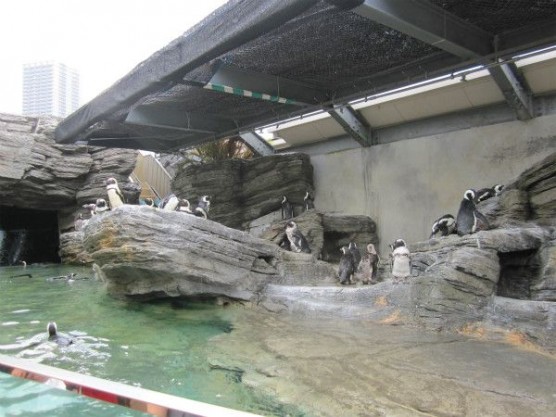 池袋_サンシャイン水族館 (16)