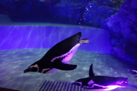 赤ちゃん・子供連れすみだ水族館でパパとママが知っておきたいこと