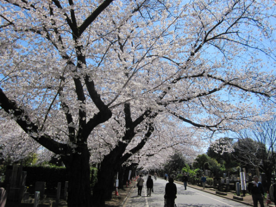 谷中霊園