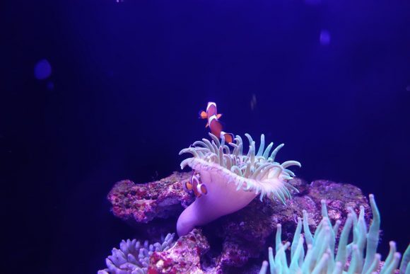 赤ちゃん・子供連れすみだ水族館でパパとママが知っておきたいこと