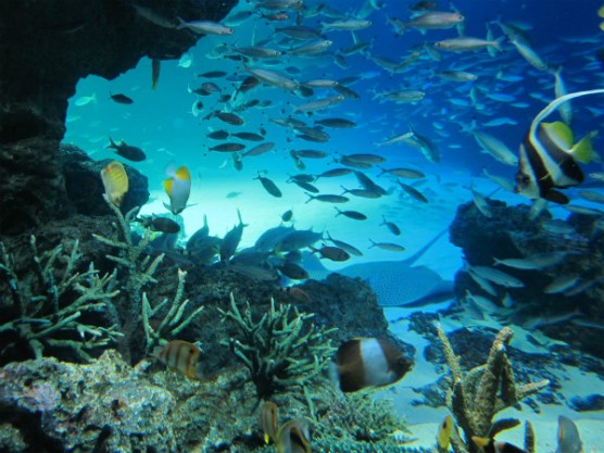 池袋_サンシャイン水族館 (9)