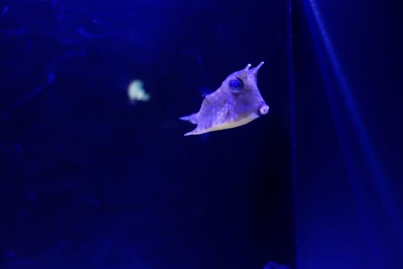 すみだ水族館の割引方法