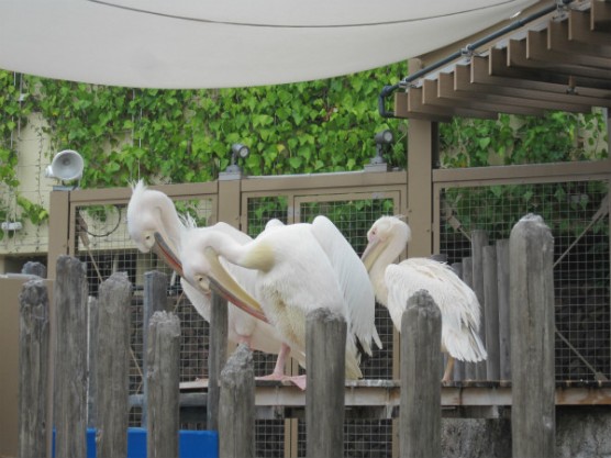 池袋_サンシャイン水族館 (15)